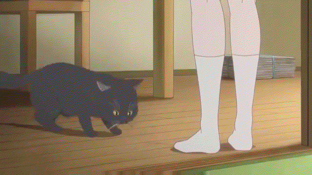 养猫咪的人大概都看不得这种视频,每个猫咪都是小天使